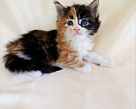 Кошки в Москве: Котята Мейн-кун Девочка, 75 000 руб. - фото 4