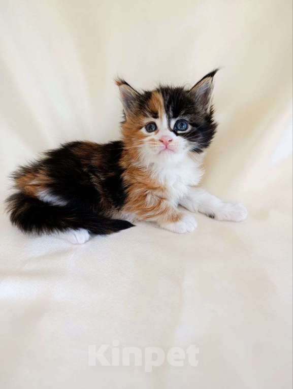 Кошки в Москве: Котята Мейн-кун Девочка, 75 000 руб. - фото 4