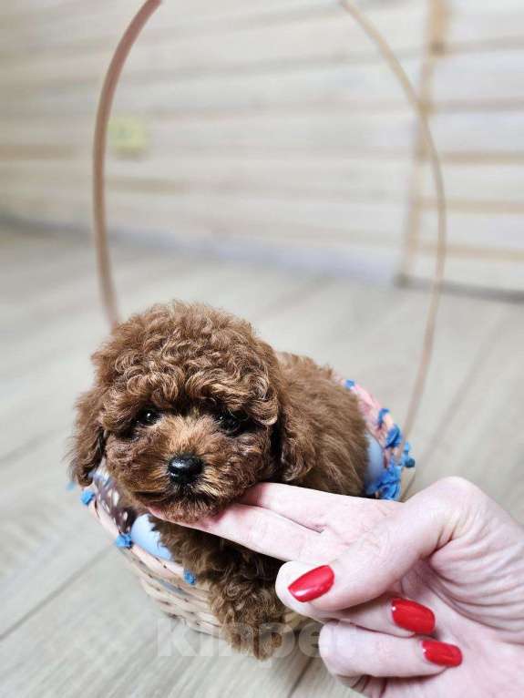 Собаки в Химках: Той-пудель мини мальчик в разведение Мальчик, 200 000 руб. - фото 6