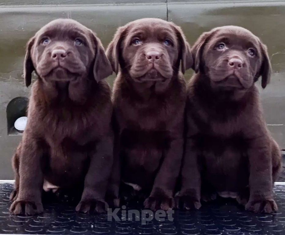 Собаки в Москве: Щенки лабрадора  Мальчик, 80 000 руб. - фото 1