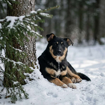 щенок Грейс в добрые руки