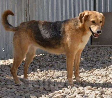 Собаки в Москве: Челси Девочка, Бесплатно - фото 4