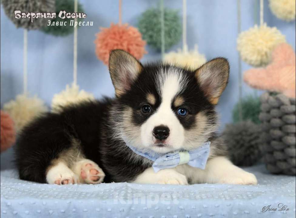 Собаки в Москве: Чакибусенок #1 с самым очаровательным «браком» - гетерохромное чудо, для всеобщего обожания Мальчик, Бесплатно - фото 4