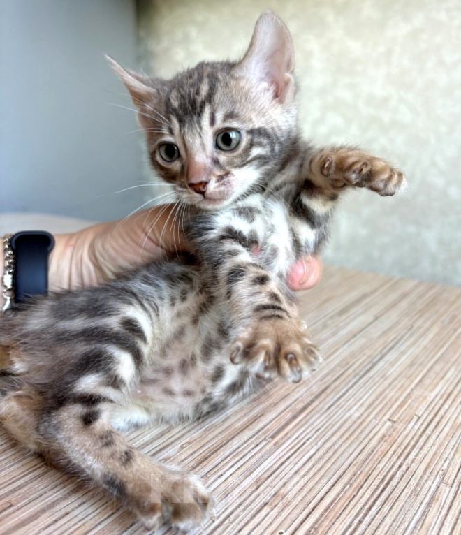 Кошки в Москве: Клубные бенгальские котята - голубая девочка Девочка, 50 000 руб. - фото 3