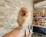 Собаки в Москве: Померанский шпиц толстолапый медвежонок Мальчик, Бесплатно - фото 1