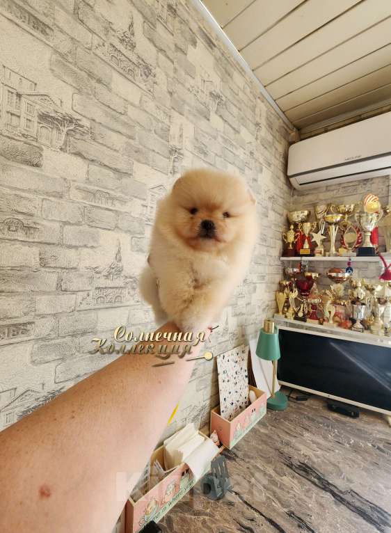 Собаки в Москве: Померанский шпиц толстолапый медвежонок Мальчик, Бесплатно - фото 1