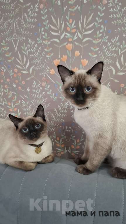 Кошки в Краснодаре: Тайский котенок Мальчик, 7 000 руб. - фото 8