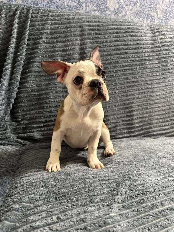 Собаки в Ростове-на-Дону: Француженка готова к перееду  Девочка, 18 000 руб. - фото 3