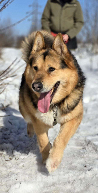 Собаки в Королеве: Джан! Воплощение мужества и харизмы! Мальчик, Бесплатно - фото 1