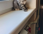 Кошки в Севастополе: Продаются Шотландские котята. Девочка, 13 000 руб. - фото 2