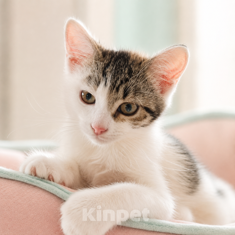 Кошки в Звенигороде: Котенок Окси Мальчик, Бесплатно - фото 3