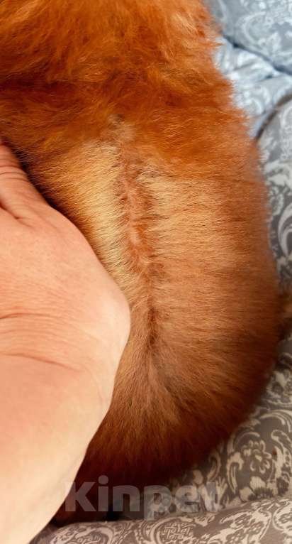 Собаки в Москве: Очень маленький мальчик той пудель Мальчик, 70 000 руб. - фото 3