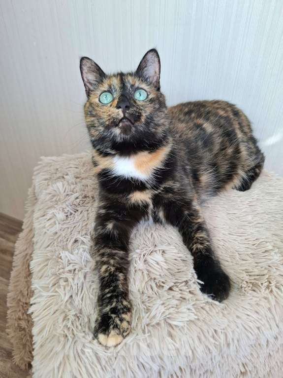 Кошки в Москве: Амели будет на выставке-пристройстве в Москве Девочка, Бесплатно - фото 6