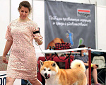 Собаки в Новосибирске: Акита ину в разведение Девочка, 45 000 руб. - фото 5