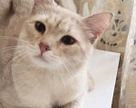 Кошки в Москве: Персиковый нежный котик Кексик🌸 Мальчик, Бесплатно - фото 1