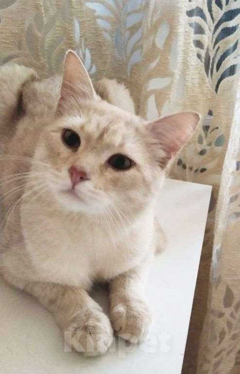Кошки в Москве: Персиковый нежный котик Кексик🌸 Мальчик, Бесплатно - фото 1