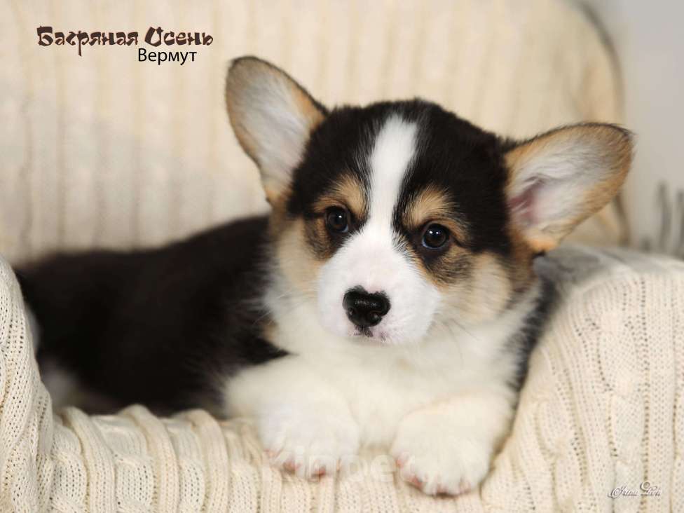 Собаки в других городах Московской области: Продается мальчик вельш корги пемброк Мальчик, 80 000 руб. - фото 1