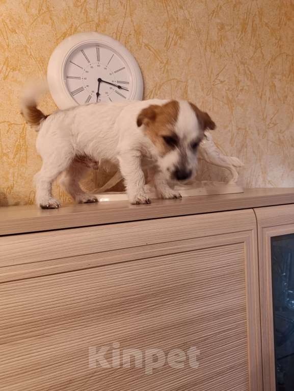 Собаки в других городах Краснодарского края: Мальчик Джек Рассел терьер Мальчик, 25 000 руб. - фото 3