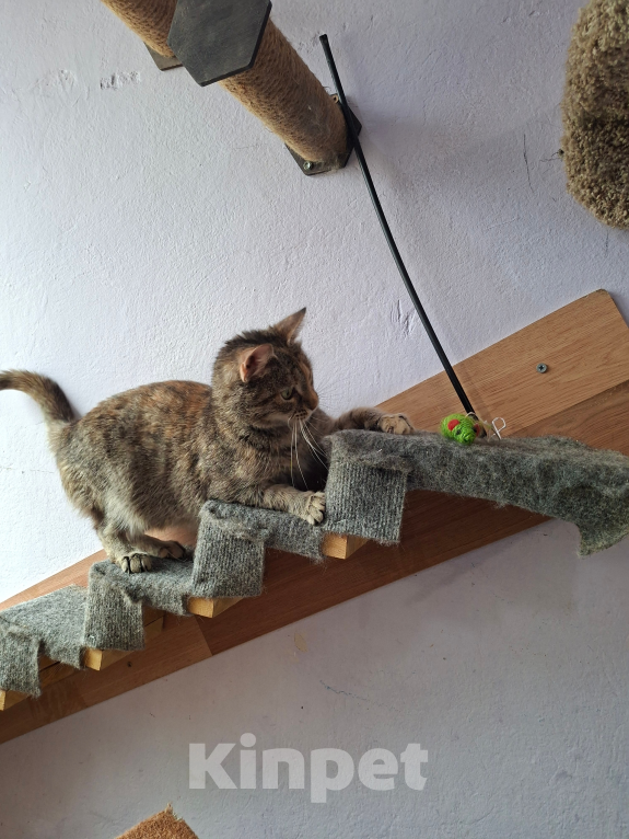 Кошки в Санкт-Петербурге: Кошечка окраса Таби с белой кисточкой Девочка, Бесплатно - фото 6