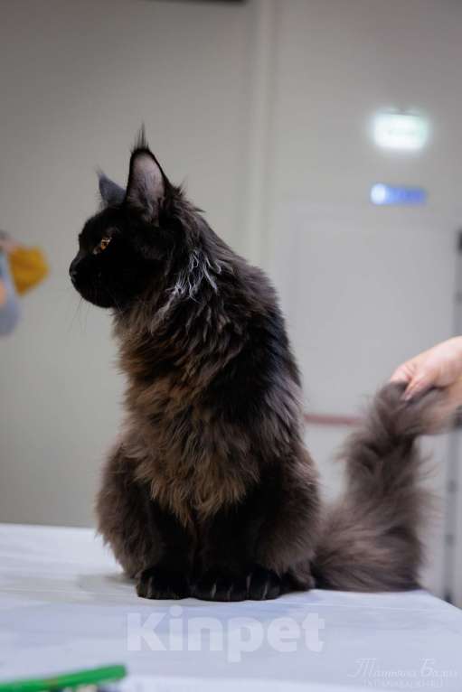 Кошки в Москве: Ласковый уголек в ваш дом Мальчик, 70 000 руб. - фото 5