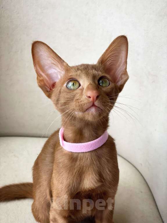 Кошки в Анапе: Ориенталочка Девочка, Бесплатно - фото 2