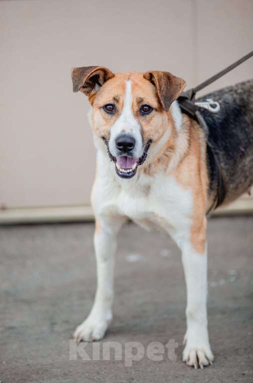 Собаки в Москве: Гаечка Девочка, Бесплатно - фото 2