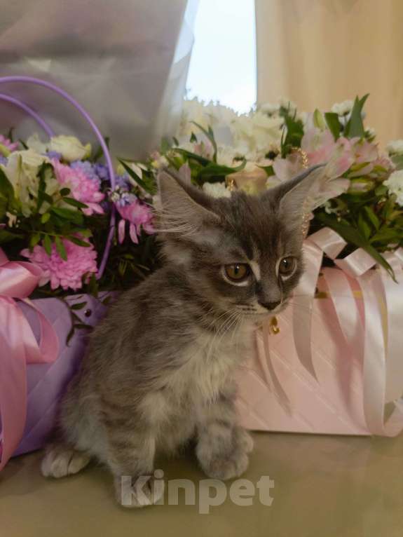 Кошки в Туле: Котенок курильского бобтейла Мальчик, 5 000 руб. - фото 5