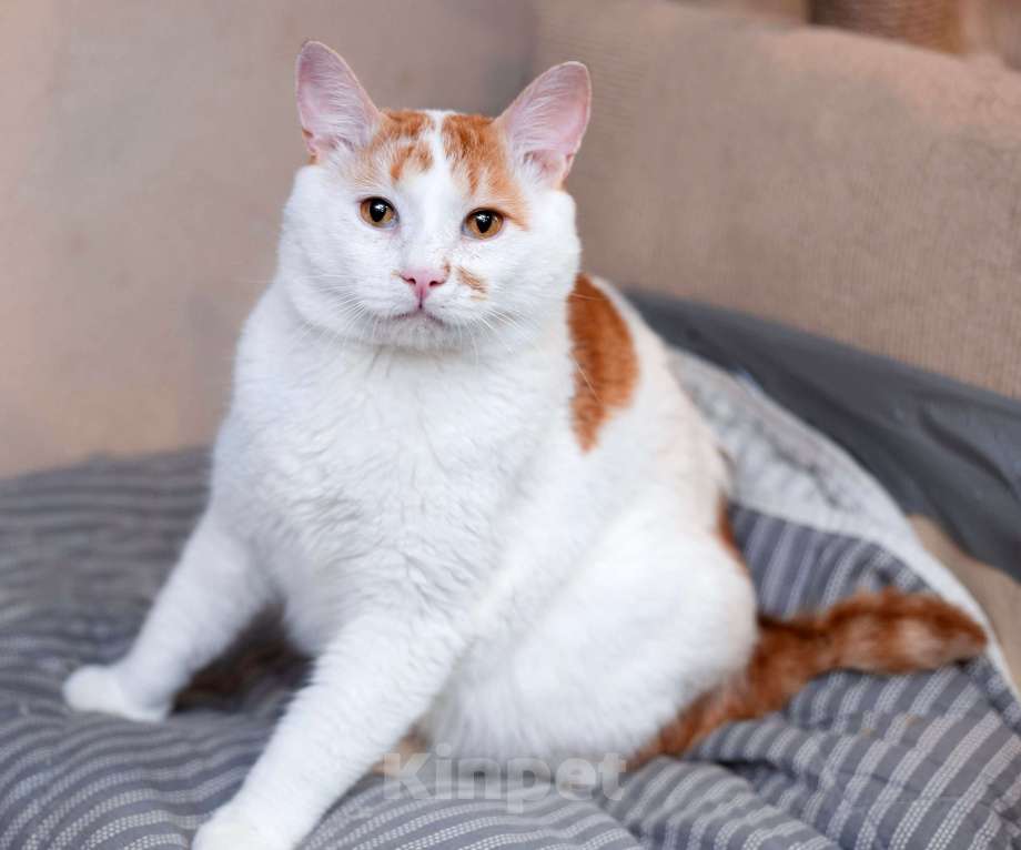 Кошки в Москве: Спокойный и ласковый бесхвостый кот Грек в дар Мальчик, 10 руб. - фото 5