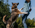 Собаки в Химках: Активная красотка Девочка, Бесплатно - фото 3