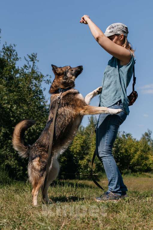 Собаки в Химках: Активная красотка Девочка, Бесплатно - фото 3