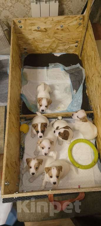 Собаки в Липецке: Порода : джек-рассел-терьер- Мальчик, Бесплатно - фото 6