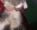 Кошки в Коломне: Котобеда, умер хозяин Мальчик, 1 руб. - фото 2