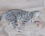 Кошки в Москве: Бенгальский мальчик серебро  Мальчик, Бесплатно - фото 8