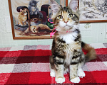 Кошки в Казани: Котята мейн-кун Разнополые, 20 000 руб. - фото 5