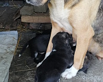Собаки в Москве: Мама-собака и её малыши ищут дом!🐶❤️ Девочка, Бесплатно - фото 3