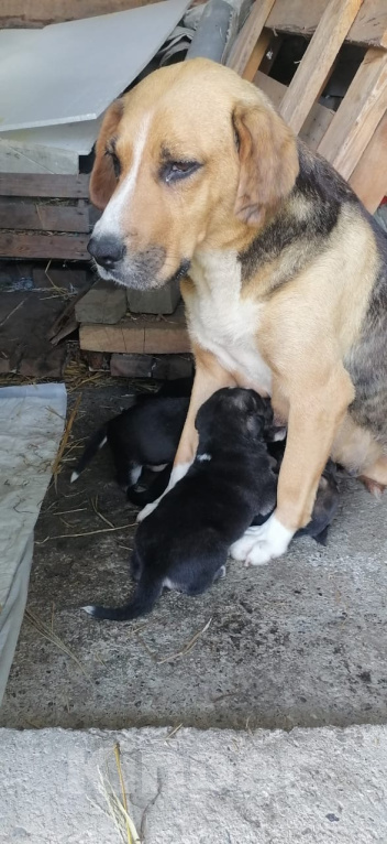 Собаки в Москве: Мама-собака и её малыши ищут дом!🐶❤️ Девочка, Бесплатно - фото 3