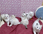 Кошки в Москве: Малышки Ragdoll Девочка, 35 000 руб. - фото 4
