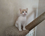 Кошки в Домодедово: Котенок в добрые руки Мальчик, 1 руб. - фото 2