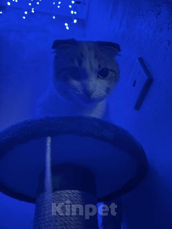 Кошки в Барнауле: В добрые руки  Девочка, Бесплатно - фото 1