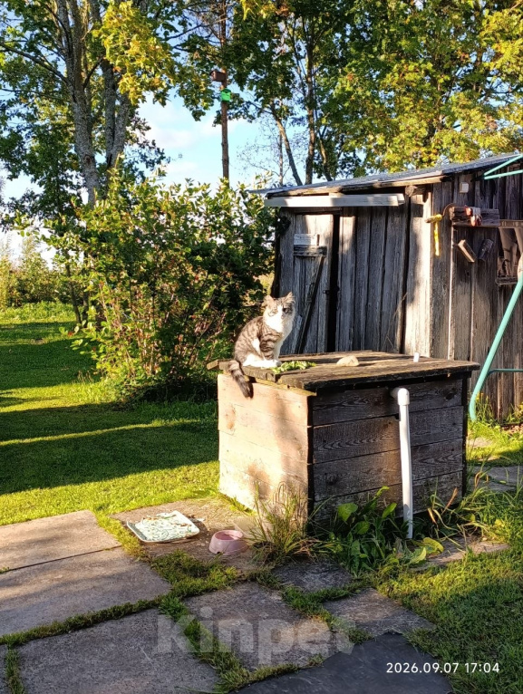 Кошки в Санкт-Петербурге: Котята в добрые руки Разнополые, Бесплатно - фото 6