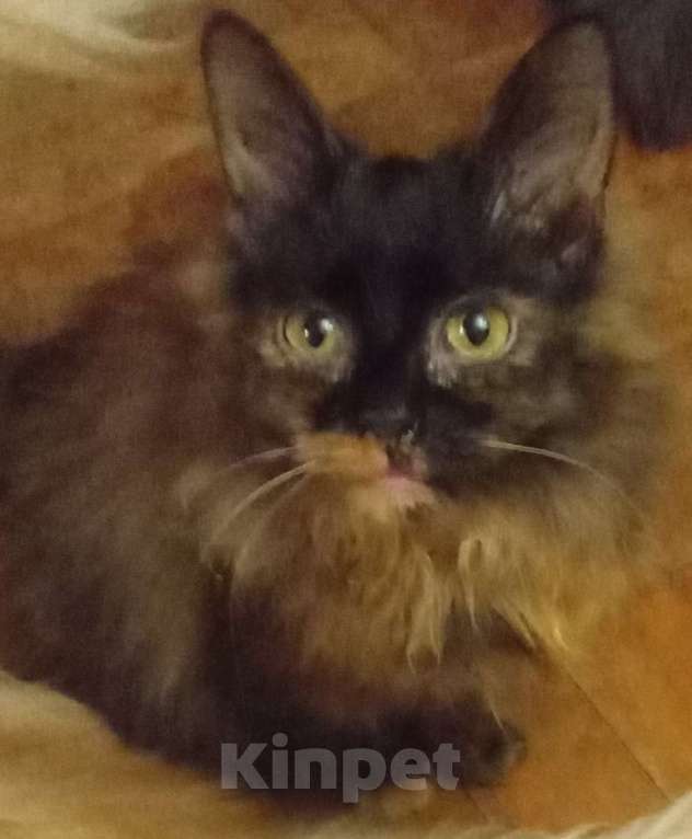 Кошки в Москве: Шоколадно-рыжая сибирская малышка Мальчик, Бесплатно - фото 5