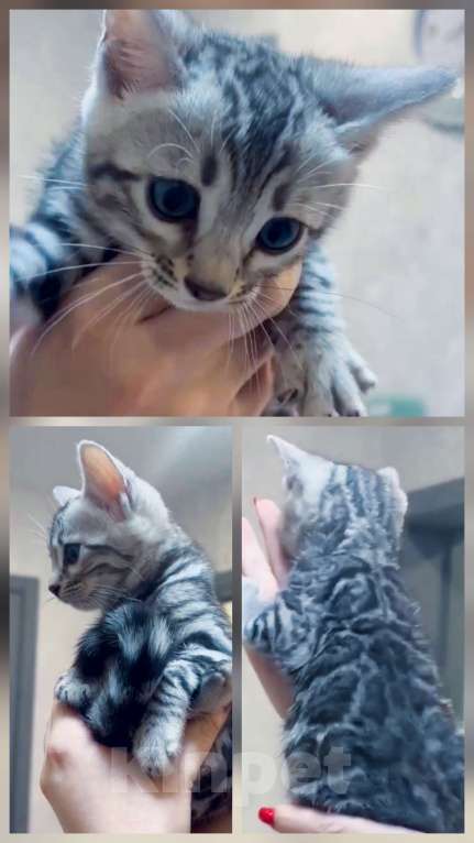 Кошки в Пятигорске: Бенгальский котоенок Девочка, 50 000 руб. - фото 2