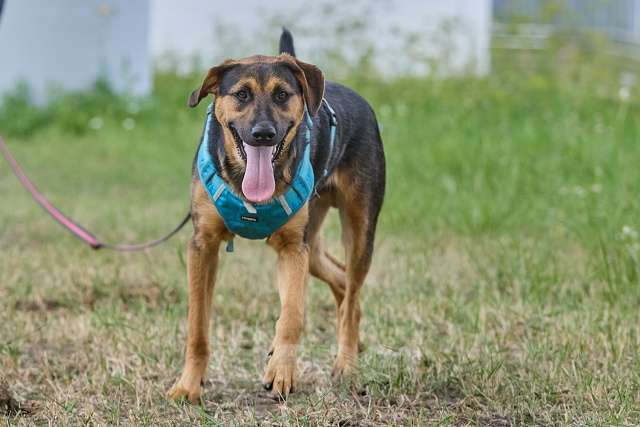 Собаки в Москве: Пелле - украл всю мамкину нежность Мальчик, Бесплатно - фото 3