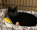 Кошки в Москве: 6 мес черная красавица Багира ищет дом! Девочка, Бесплатно - фото 3