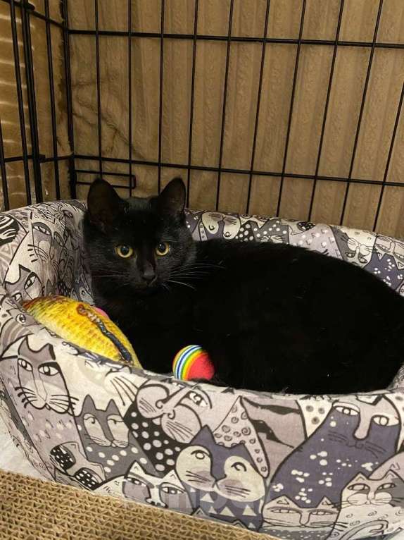 Кошки в Москве: 6 мес черная красавица Багира ищет дом! Девочка, Бесплатно - фото 3