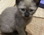 Кошки в Москве: Котёнок Европейской бурмы Мальчик, 15 000 руб. - фото 1