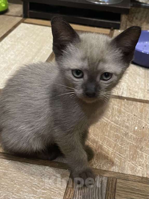 Кошки в Москве: Котёнок Европейской бурмы Мальчик, 15 000 руб. - фото 1