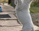 Собаки в Екатеринбурге: Щенок белой Швейцарской овчарки мальчик К/Ш Мальчик, 50 000 руб. - фото 2