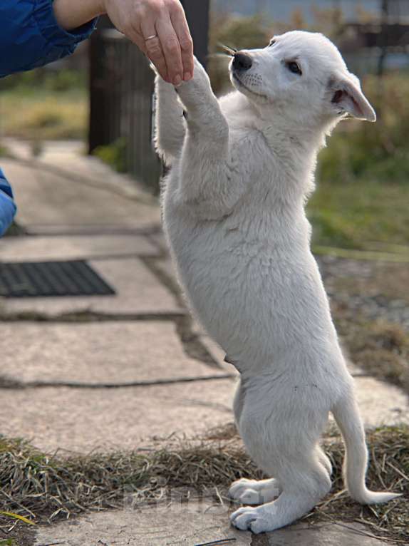 Собаки в Екатеринбурге: Щенок белой Швейцарской овчарки мальчик К/Ш Мальчик, 50 000 руб. - фото 2