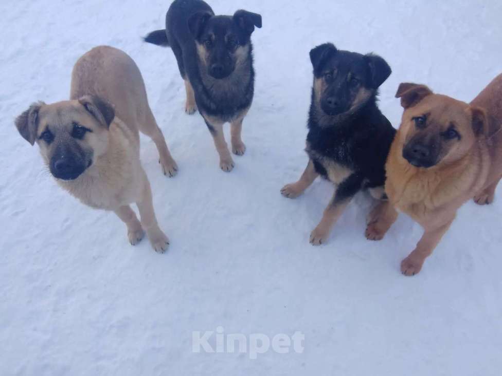 Собаки в других городах Тульской области: Ищем добрую и любящую семью Мальчик, Бесплатно - фото 1